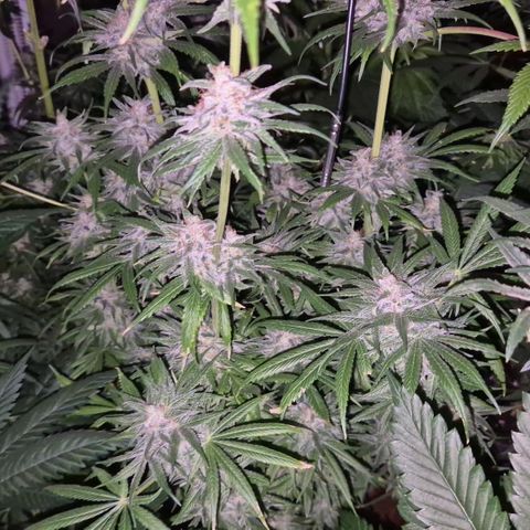 🍍Anna  #1 amnesia lemon  growlog timeline photo