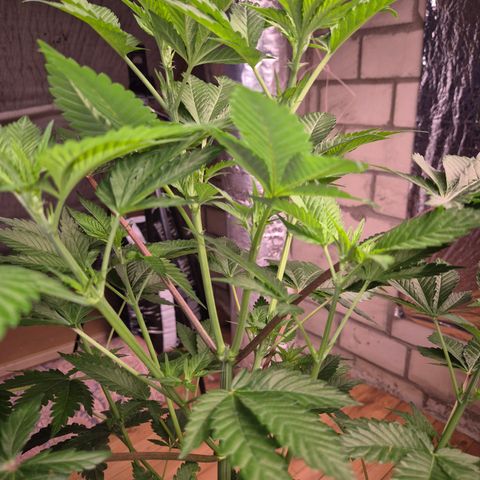 Moby Dick 1 growlog timeline photo