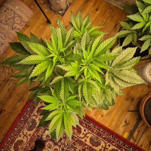 Moby Dick 1 growlog timeline photo