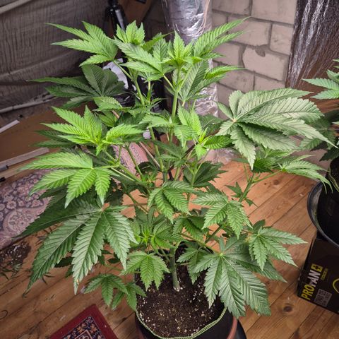 Moby Dick 1 growlog timeline photo