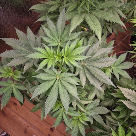 Moby 🍆  growlog timeline photo