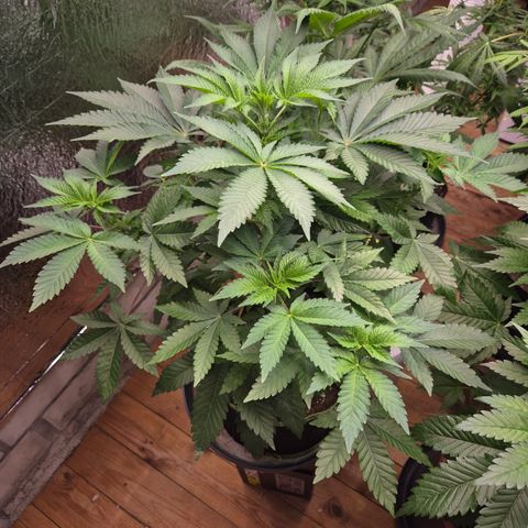 Moby 🍆  growlog timeline photo