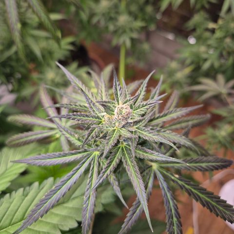 🌅Sherbi photo, blue sunset sherbert, Barneys farm  growlog timeline photo
