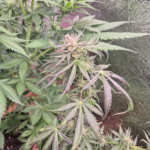🌅Sherbi photo, blue sunset sherbert, Barneys farm  growlog timeline photo