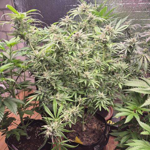🍍Anna  #1 amnesia lemon  growlog timeline photo