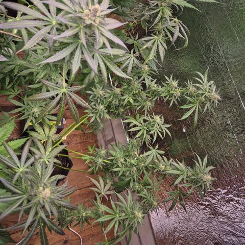 🌅Sherbi photo, blue sunset sherbert, Barneys farm  growlog timeline photo