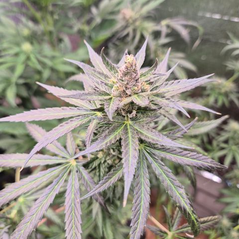 🌅Sherbi photo, blue sunset sherbert, Barneys farm  growlog timeline photo