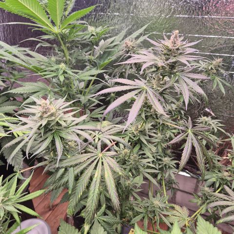 🌅Sherbi photo, blue sunset sherbert, Barneys farm  growlog timeline photo