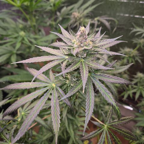 🌅Sherbi photo, blue sunset sherbert, Barneys farm  growlog timeline photo