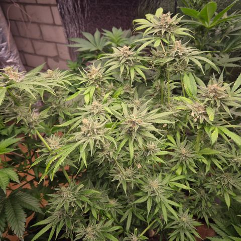 🍍Anna  #1 amnesia lemon  growlog timeline photo