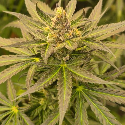 🌅Sherbi photo, blue sunset sherbert, Barneys farm  growlog timeline photo