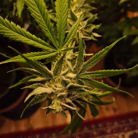 🍍Anna  #1 amnesia lemon  growlog timeline photo
