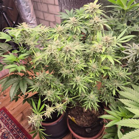 🍍Anna  #1 amnesia lemon  growlog timeline photo