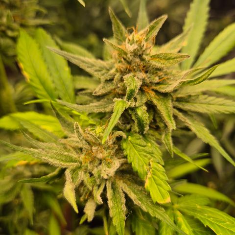 🍍Anna  #1 amnesia lemon  growlog timeline photo