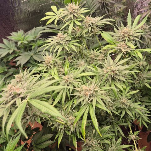 🍍Anna  #1 amnesia lemon  growlog timeline photo