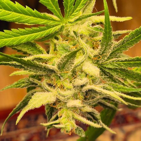 🍍Anna  #1 amnesia lemon  growlog timeline photo