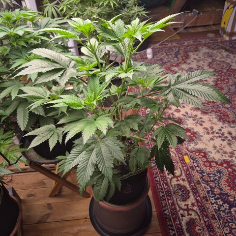Moby Dick 1 growlog timeline photo