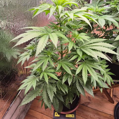 Black Domina 💃 growlog timeline photo