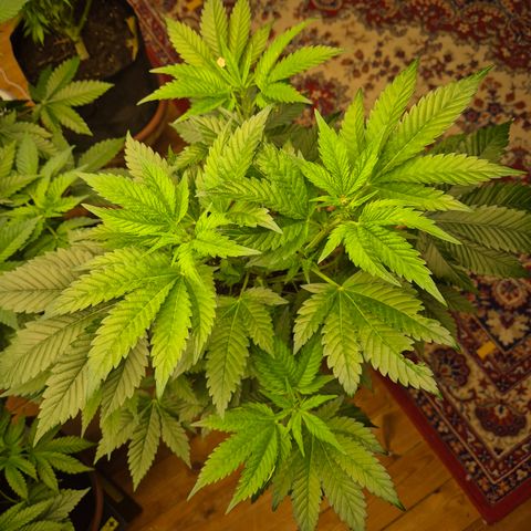Moby Dick 1 growlog timeline photo