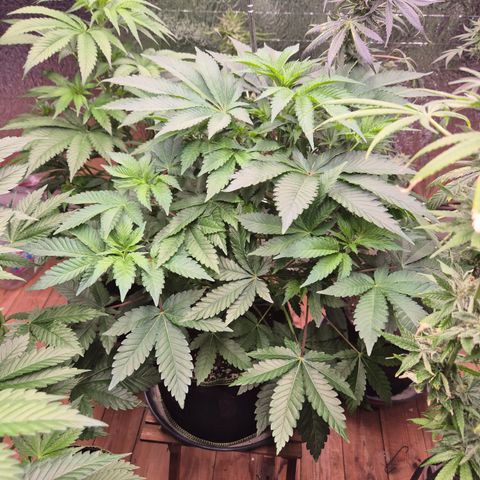 Moby 🍆  growlog timeline photo