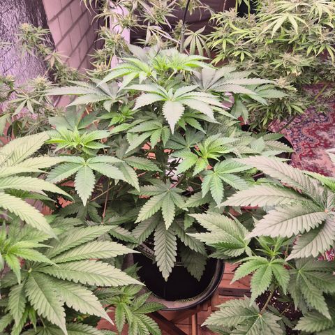 Moby 🍆  growlog timeline photo