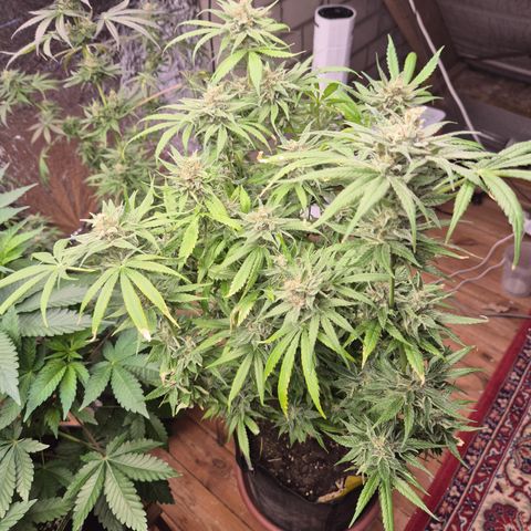🍍Anna  #1 amnesia lemon  growlog timeline photo