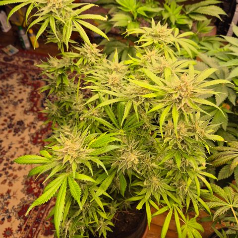 🍍Anna  #1 amnesia lemon  growlog timeline photo