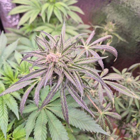🌅Sherbi photo, blue sunset sherbert, Barneys farm  growlog timeline photo