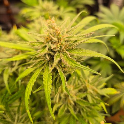 🍍Anna  #1 amnesia lemon  growlog timeline photo