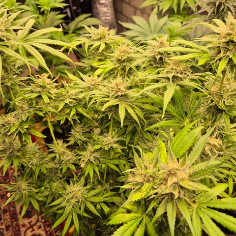 🍍Anna  #1 amnesia lemon  growlog timeline photo