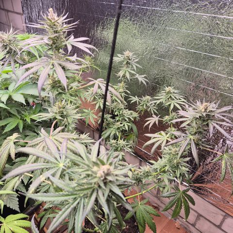 🌅Sherbi photo, blue sunset sherbert, Barneys farm  growlog timeline photo