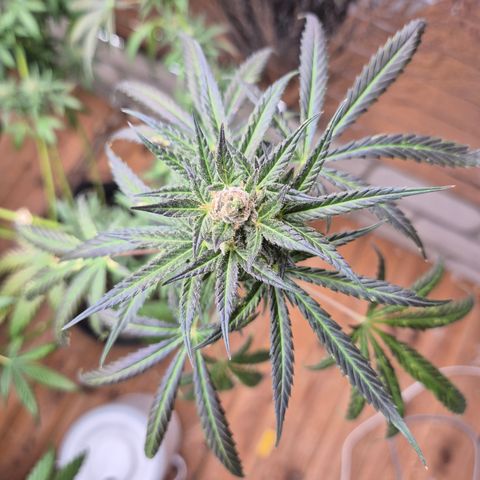 🌅Sherbi photo, blue sunset sherbert, Barneys farm  growlog timeline photo