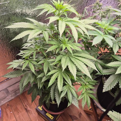 Black Domina 💃 growlog timeline photo