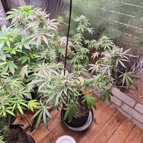 🌅Sherbi photo, blue sunset sherbert, Barneys farm  growlog timeline photo
