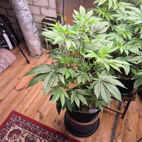 Moby Dick 1 growlog timeline photo