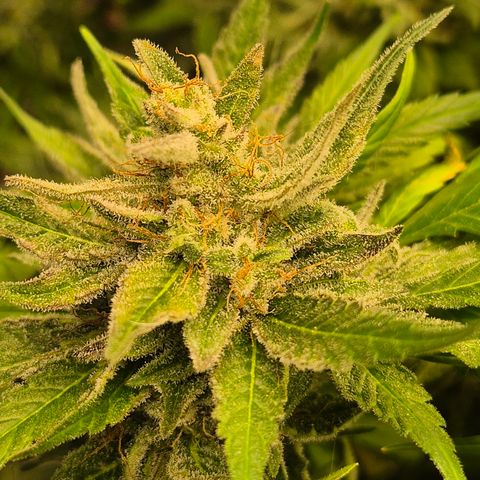 🍍Anna  #1 amnesia lemon  growlog timeline photo