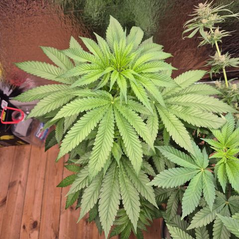 Black Domina 💃 growlog timeline photo