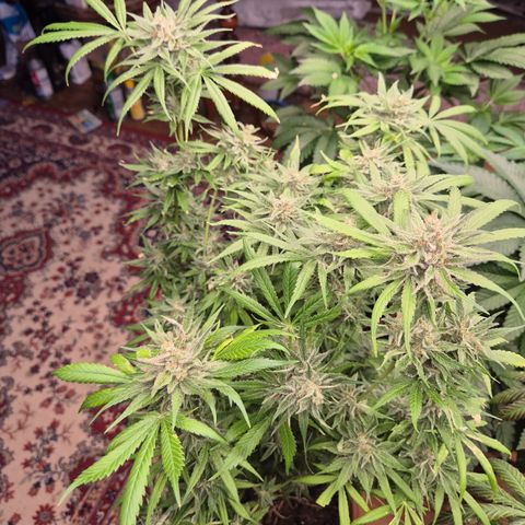 🍍Anna  #1 amnesia lemon  growlog timeline photo