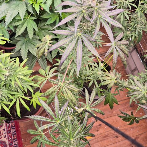 🌅Sherbi photo, blue sunset sherbert, Barneys farm  growlog timeline photo
