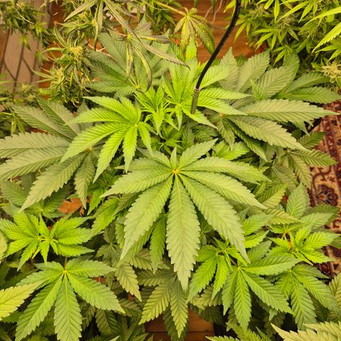 Moby 🍆  growlog timeline photo