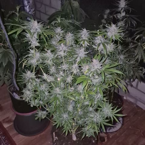 🍍Anna  #1 amnesia lemon  growlog timeline photo
