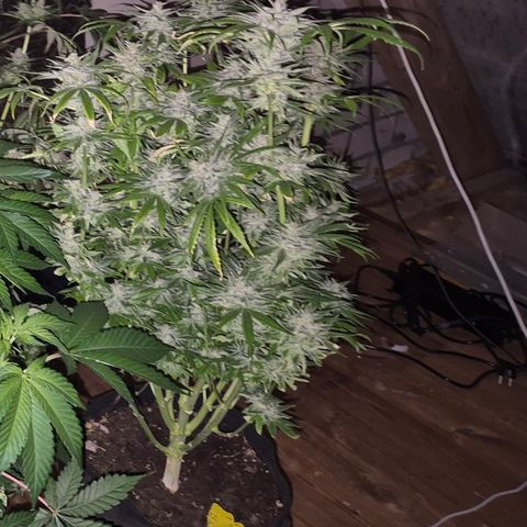 🍍Anna  #1 amnesia lemon  growlog timeline photo