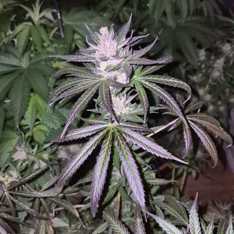 🌅Sherbi photo, blue sunset sherbert, Barneys farm  growlog timeline photo