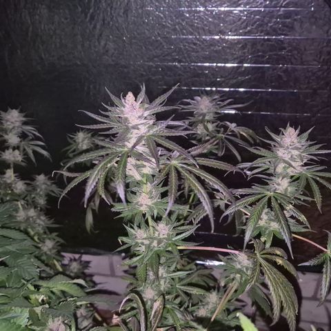 🌅Sherbi photo, blue sunset sherbert, Barneys farm  growlog timeline photo