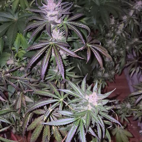 🌅Sherbi photo, blue sunset sherbert, Barneys farm  growlog timeline photo