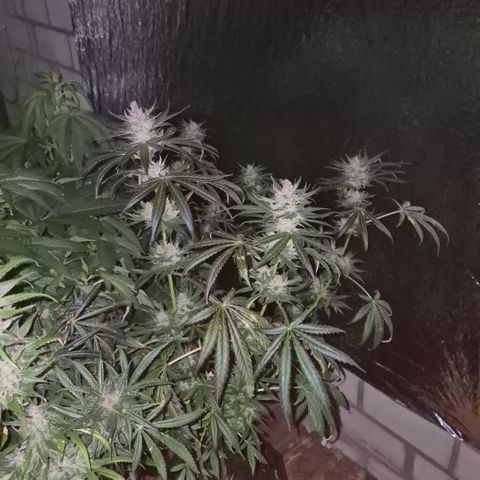 🌅Sherbi photo, blue sunset sherbert, Barneys farm  growlog timeline photo