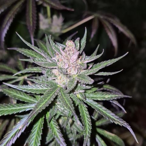 🌅Sherbi photo, blue sunset sherbert, Barneys farm  growlog timeline photo