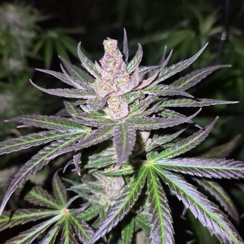 🌅Sherbi photo, blue sunset sherbert, Barneys farm  growlog timeline photo