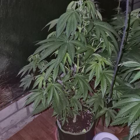 Moby 🍆  growlog timeline photo