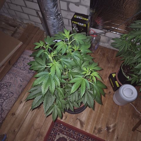 Moby 🍆  growlog timeline photo